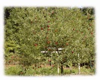 �킽���̂�񂲂̖�